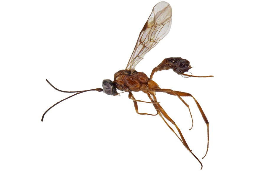 The oparasitoid wasp Amblyaclastus melanops