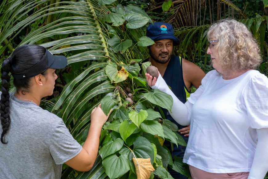 NENS programme lead Lynley Hayes inspects an air potato vine (Dioscoria bulbifera) that is weighing down a palm tree in Niue with National Invasive Species Co-ordinator Huggard Tongatule and colleague Shiloh Pasisi.
