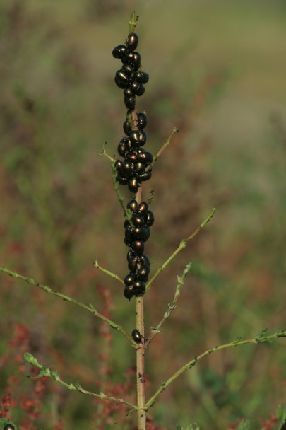 St John's wort beetles on plant stem