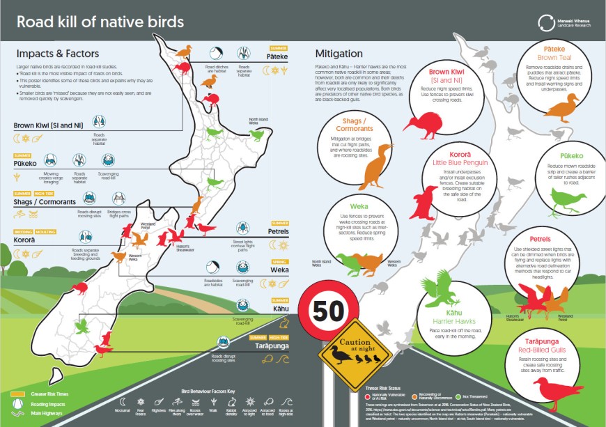 Poster: Road kill of native birds