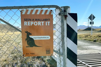 Part of an awareness campaign seeking to promote reporting by the public of sightings of wallabies and discourage catch-andrelease, which is illegal under the Biosecurity Act.