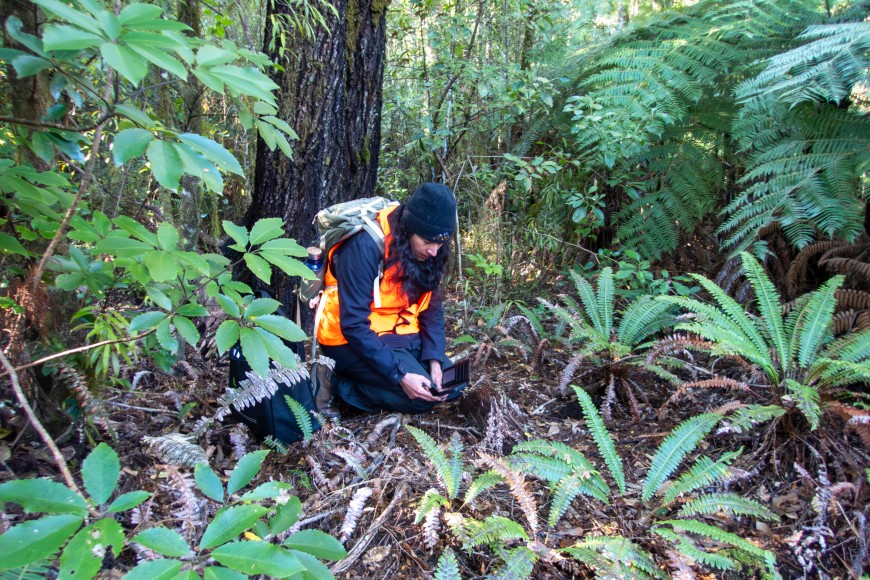 PDD Curator Mahajabeen Padamsee in the forest at Pelorus Bridge Scenic Reserve.nic Reserve