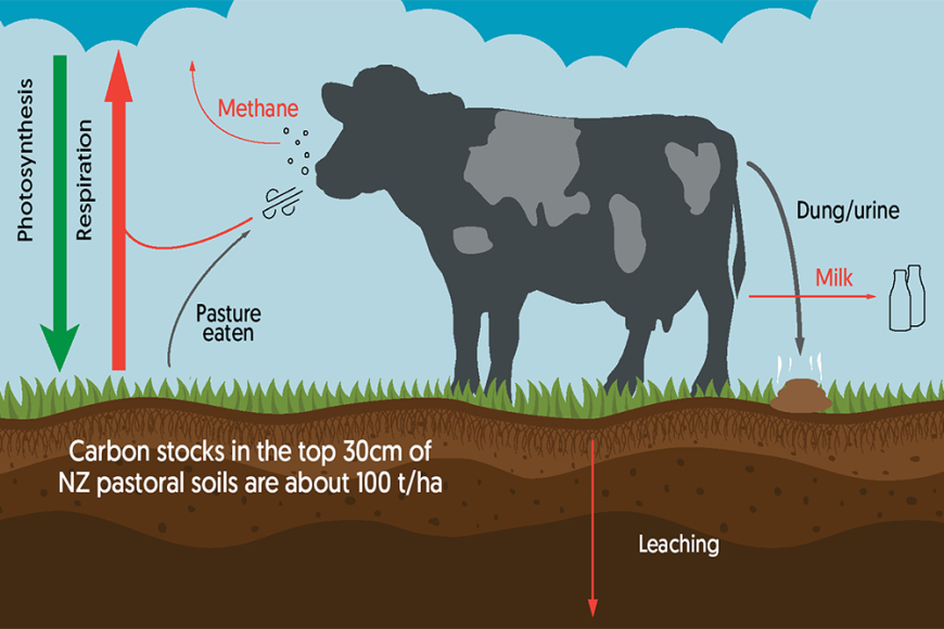 Carbon flows in a simplified dairy farm system. The green arrow shows carbon inputs via photosynthesis, grey arrows internal cycling, and red arrows the various pathways by which carbon can be lost. Arrow thickness is proportional to the carbon flow. Incr