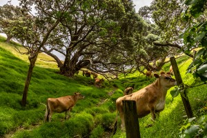 Cattle grazing under trees