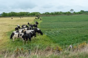 Cows graze a paddock on a Canterbury farm.