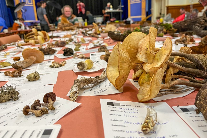 At the 2024 Fungal Foray the fungi are photographed, with some dried and packed up to be added to the national fungal collection, the New Zealand Fungarium (PDD) Te Kohinga Hekaheka o Aotearoa in Auckland. Researchers also dissect specimens, prepare mater