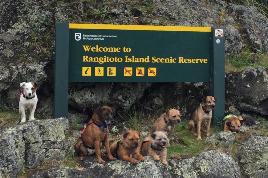 Not to be sniffed at: detection dogs help to keep Rangitoto Island, a reserve in the Hauraki Gulf, pest-free.