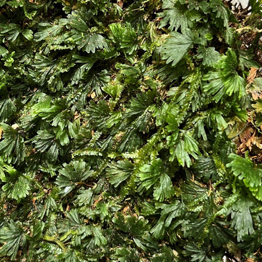 Crepidomanes saxifragoides (C.Presl) P.S.Green, indigenous, collected from Huvalu Forest Conservation Area.