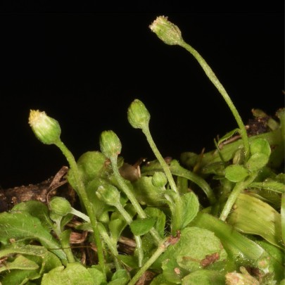 Erigeron bellioides