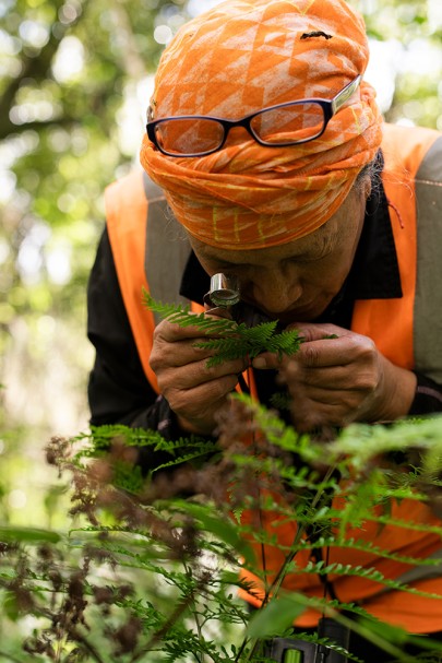 Margaret Ngārimu (Whareponga) identifying ferns at the Rākaukākā forest site. Margaret’s rich wealth of knowledge of flora and fauna in Te Tairāwhiti was invaluable to the fieldwork