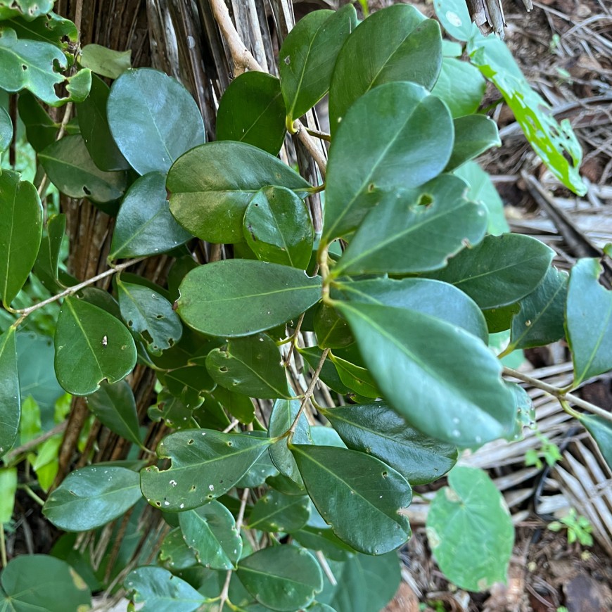 Psidium cattleyanum Sabine, naturalised, collected from Puluhiki Sea Track, Lakepa.