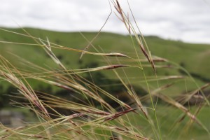 chilean needle grass Kingdom of rust