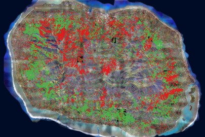 This map shows the distribution of the invasive African tulip tree (red dots) and falcataria (green dots) across Rarotonga.