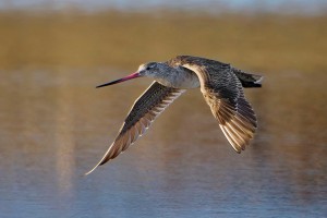 godwit