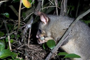 native birds predator management