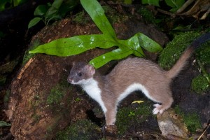 stoatb