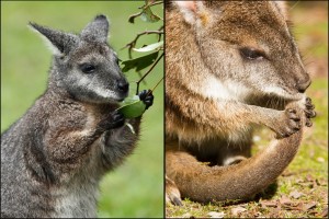 wallabies