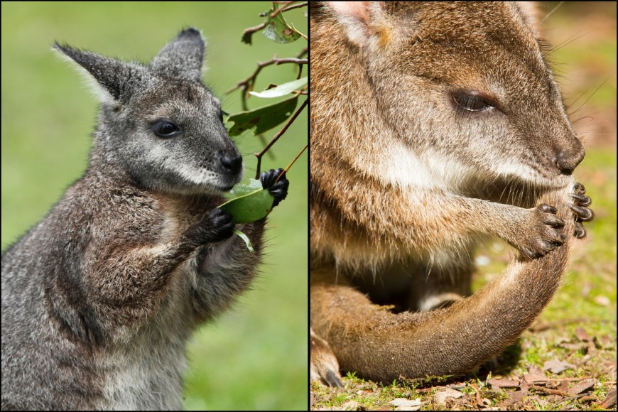 Spot the difference: dama (left) and parma wallabies.