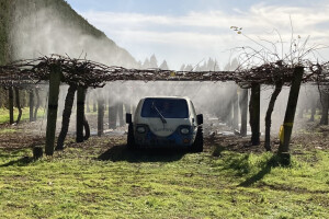 Spraying in progress in the kiwifruit orchard. Plastic covers were used to protect the soil surface and provide unsprayed controls.