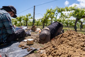 Manaaki Whenua soil scientists analysing soils in a Marlborough vineyard.