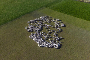 Grazed grasslands cover about 55% of the national land area.