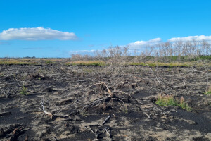 View of Kaimaumau wetland a few months after the 2024 fire, showing some regrowth of vegetation