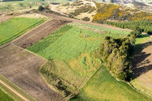 Strategic grazing in practice: critical source areas of run-off are protected, cows are grazing towards the critical source area and baleage has been placed in the high points of the paddock. Image: DairyNZ.