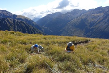 Weed Biocontrol Articles » Manaaki Whenua