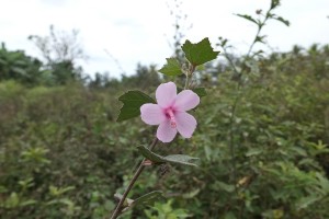 Hibiscus bur flower thumb v2