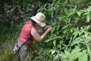 Holly surveying woolly nightshade thumb