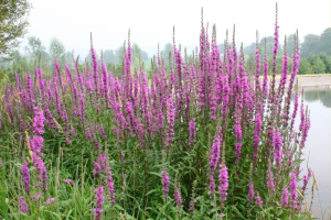 Lythrum salicaria thumb