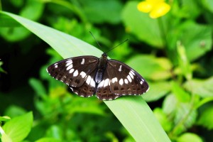 japhonsucklewhiteadmiral 19 2200x1650