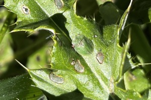 Green thistle beetle v2