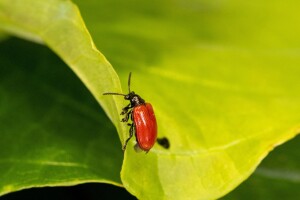 Air potato leaf beetle TN v2