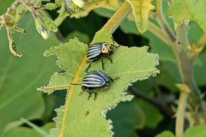 Air potato leaf beetle TN