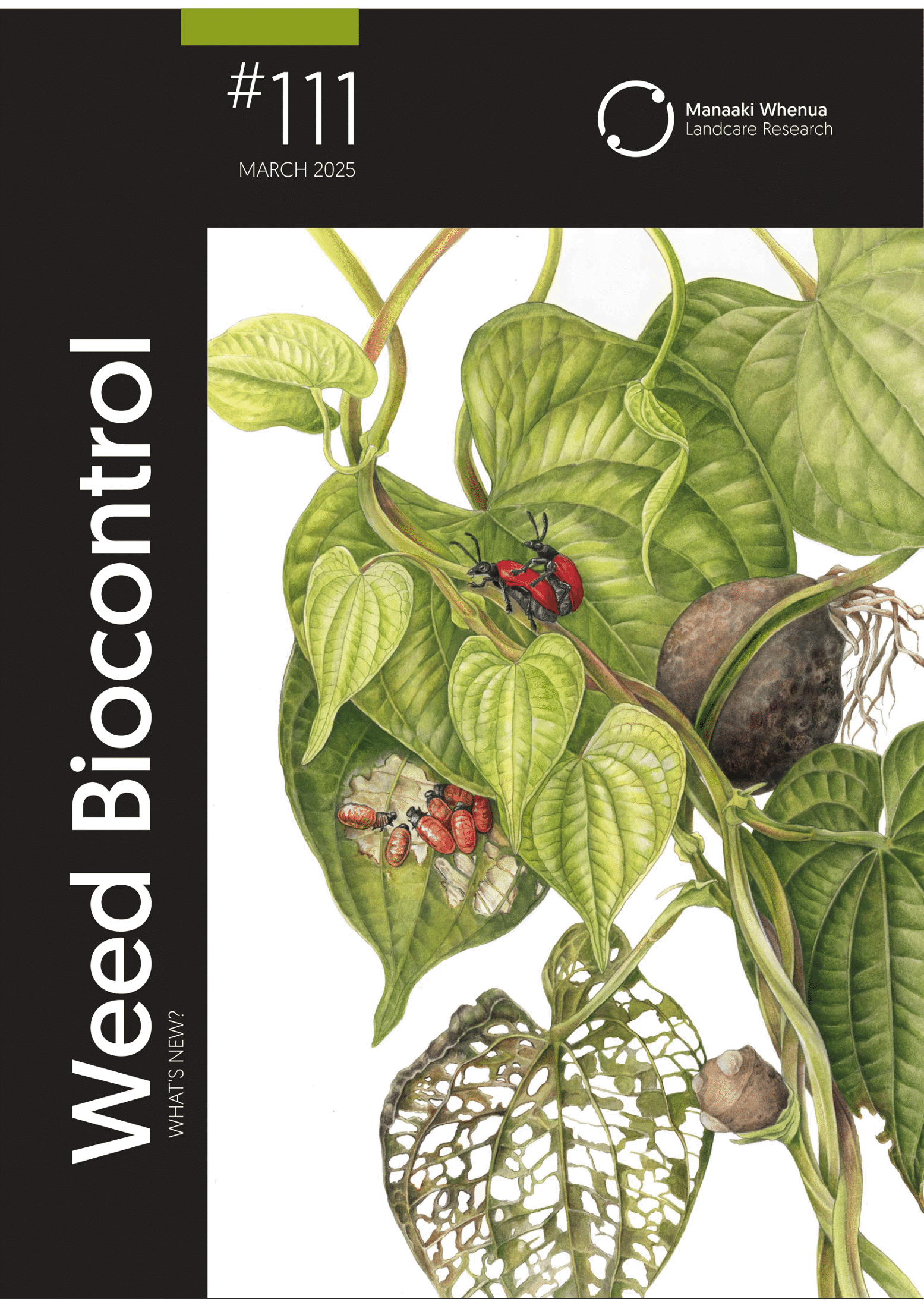 Download Weeds Biocontrol – What's New? Issue 111