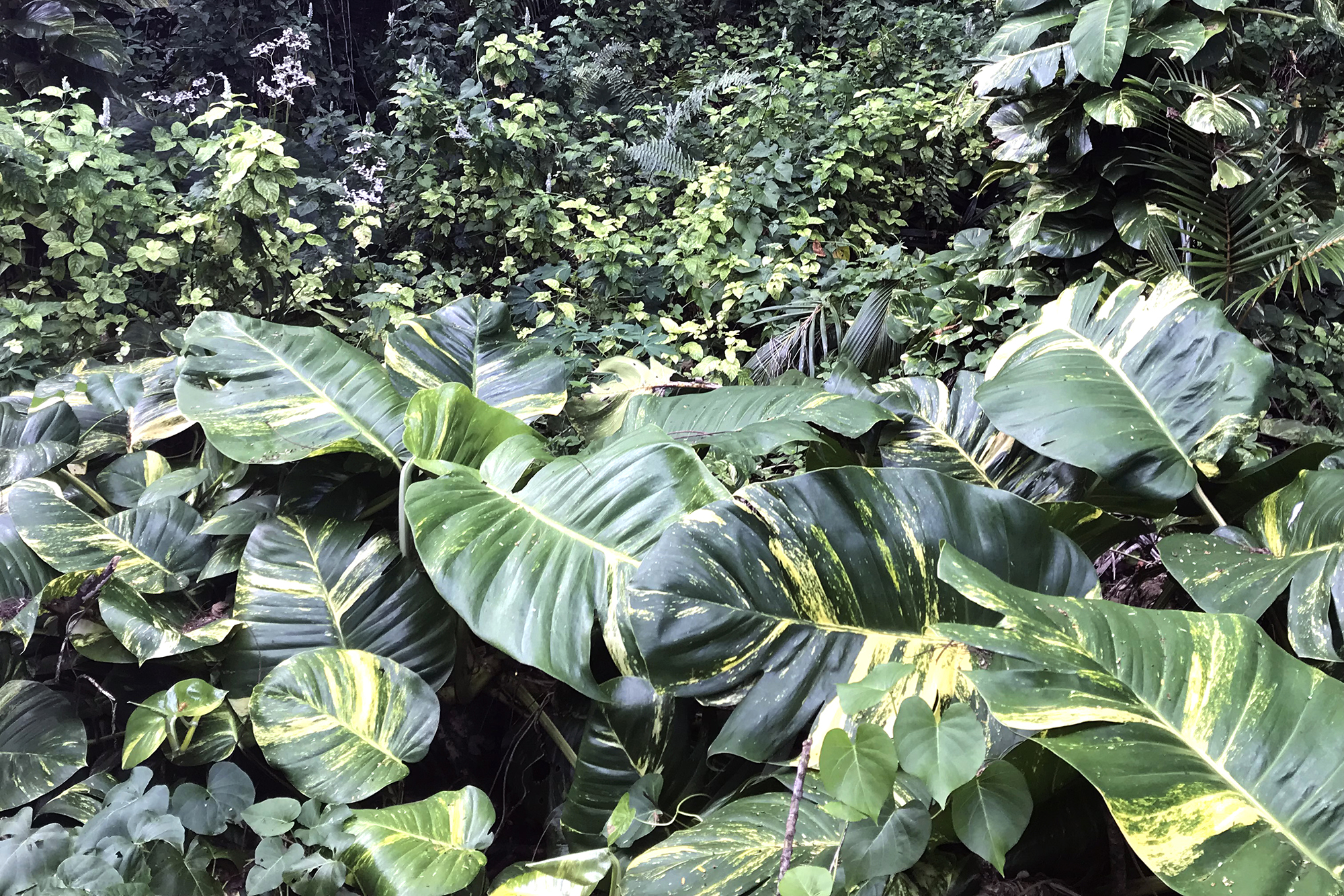 Epipremnum pinnatum cv. Aureum