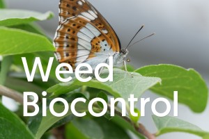 weed biocontrol v2