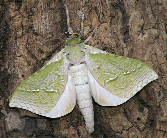 Male puriri moth [Aenetus virescens]. Image: Ruud Kleinpaste © Ruud Kleinpaste