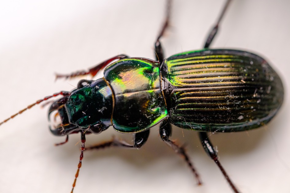 Invertebrate systematics » Manaaki Whenua