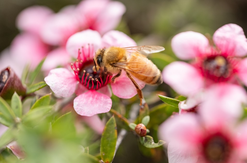 L Catterton in pollination play for PEP's Manuka Health