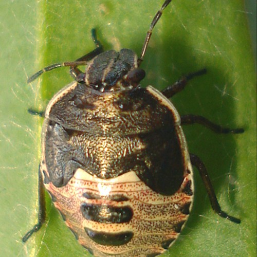 Brown shield bug » Manaaki Whenua