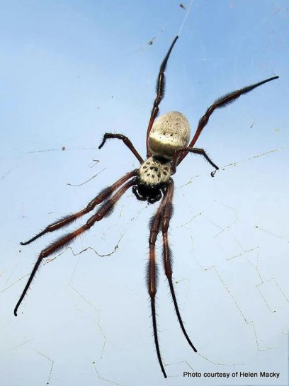 Golden orbweb spider [Nephila edulis]. Image: Helen Macky, CitSciHub.nz