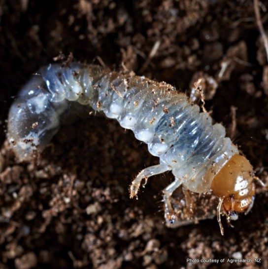 Grass grub larvae. Image: AgResearch