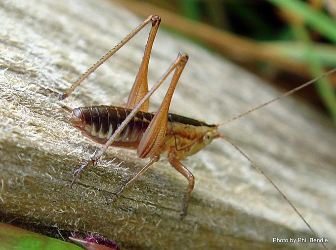 [Conocephalus] sp. Image: Phil Bendle Collection CitSciHub.nz