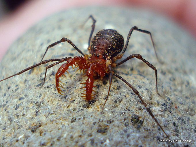 Harvestman [Soerensenella prehensor] Image: Phil Bendle Collection CitSciHub.nz