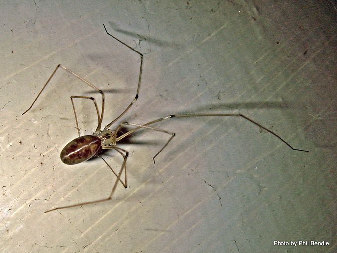 Learn Why Daddy Longlegs Are Good For Gardens