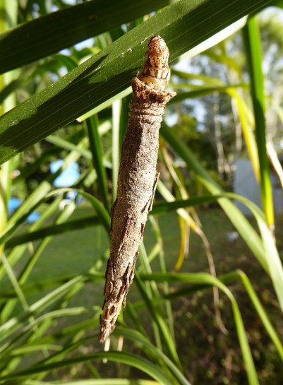 Caterpillar (in its bag) of the common bagmoth [Liothula omnivora] Image: StellaMcQ / CC BY-SA (https://creativecommons.org/licenses/by-sa/4.0)