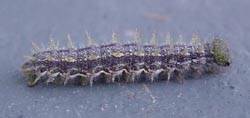 Yellow Admiral Caterpillar / A ‘Kahukōwhai’. Image: nzButterfly.info by Robert Arter–Williamson (c)