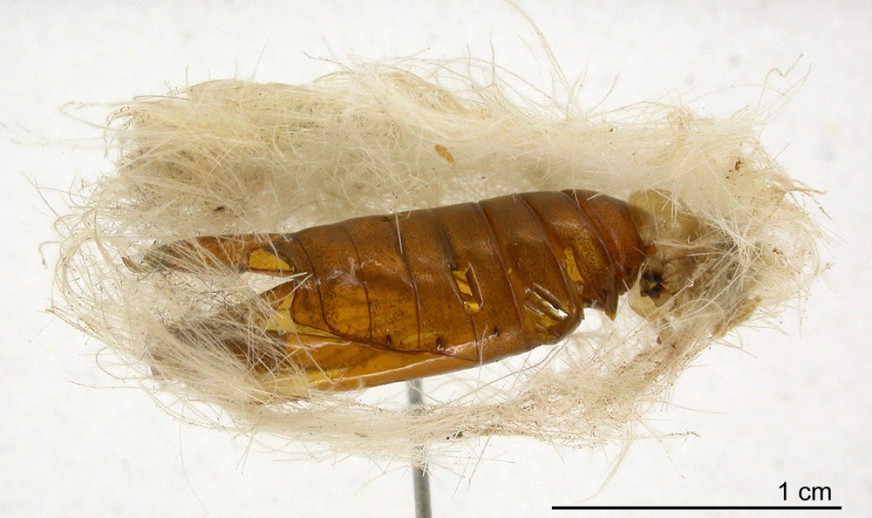 Banana moth pupa